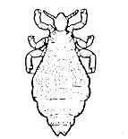 Head Louse